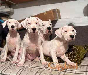 Dogo Argentino